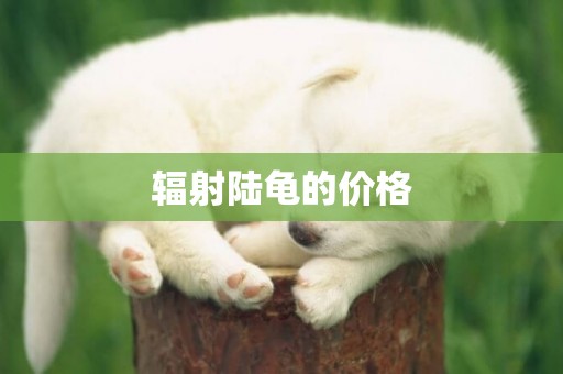 輻射陸龜的價格