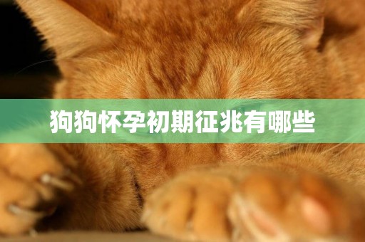 狗狗懷孕初期征兆有哪些
