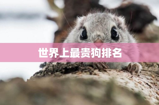 世界上最貴狗排名