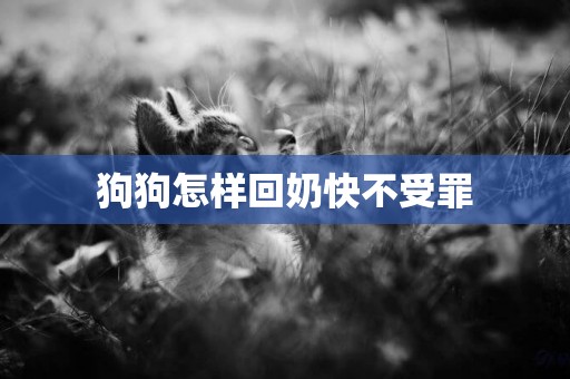 狗狗怎樣回奶快不受罪