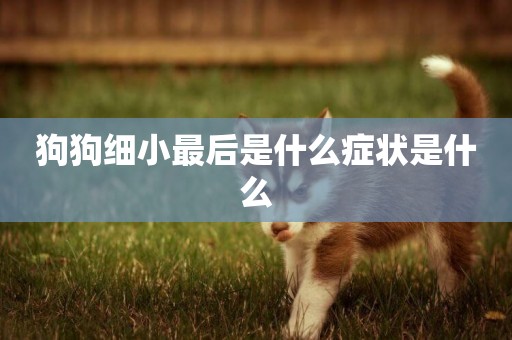 狗狗細小最后是什么癥狀是什么