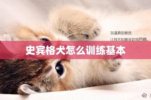 史賓格犬怎么訓練基本