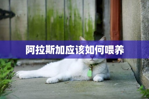 阿拉斯加應該如何喂養