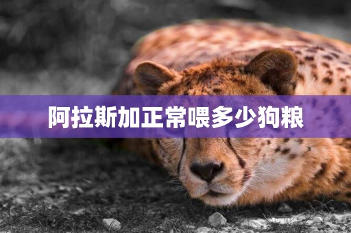 阿拉斯加正常喂多少狗糧