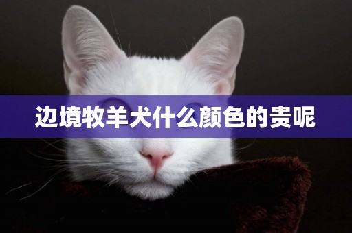邊境牧羊犬什么顏色的貴呢