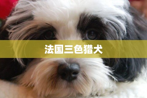 法國三色獵犬