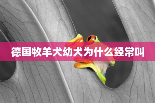 德國牧羊犬幼犬為什么經常叫
