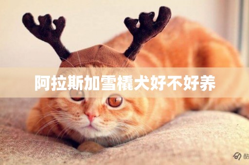 阿拉斯加雪橇犬好不好養