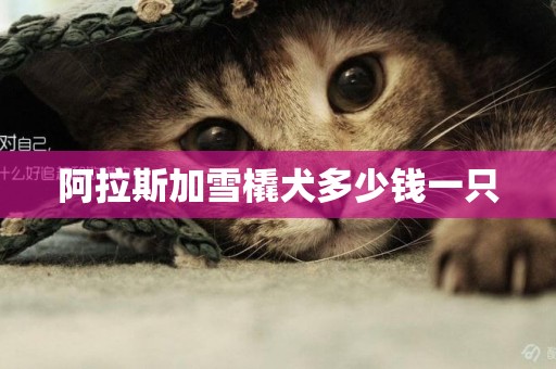 阿拉斯加雪橇犬多少錢一只