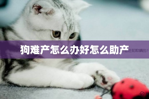 狗難產怎么辦好怎么助產
