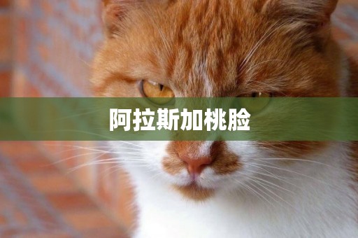 阿拉斯加桃臉
