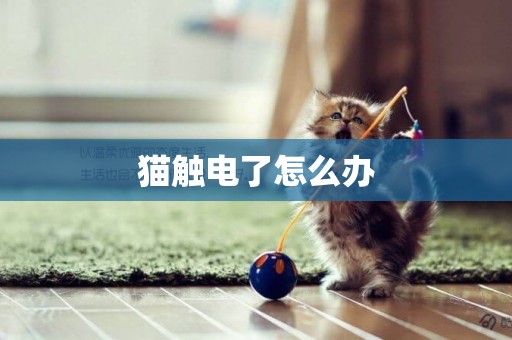 貓觸電了怎么辦