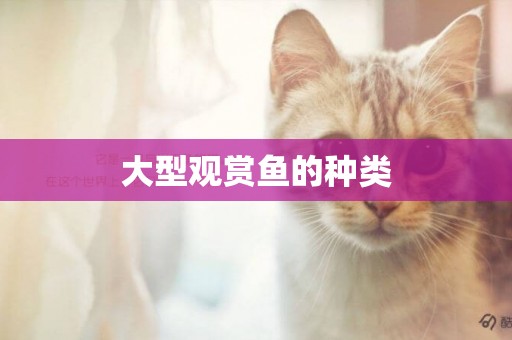 大型觀賞魚的種類