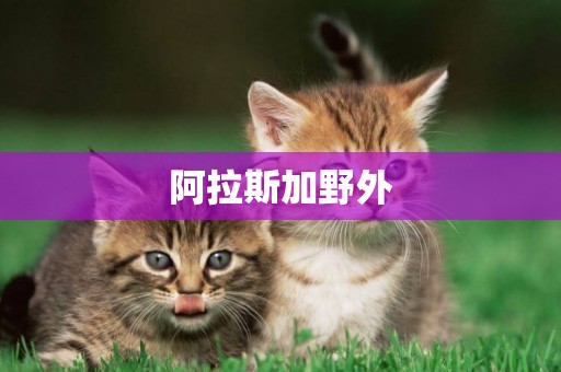 阿拉斯加野外