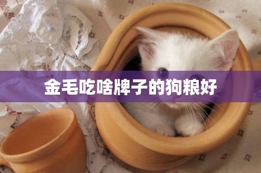 金毛吃啥牌子的狗糧好