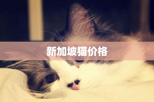 新加坡貓價格