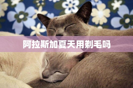 阿拉斯加夏天用剃毛嗎