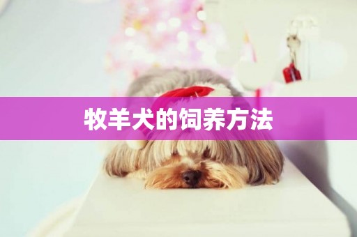牧羊犬的飼養方法
