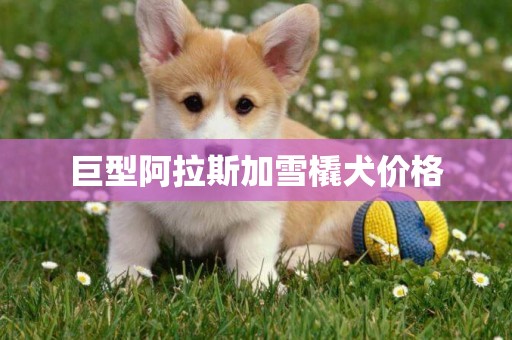 巨型阿拉斯加雪橇犬價格