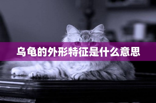 烏龜的外形特征是什么意思