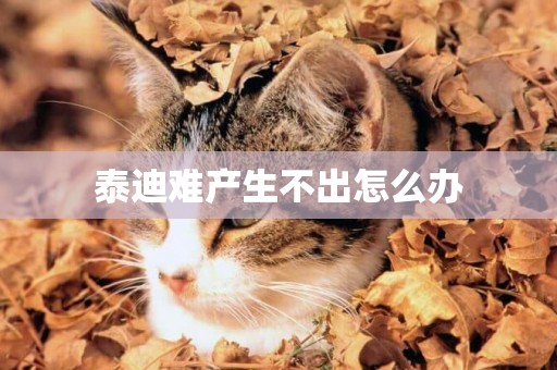 泰迪難產生不出怎么辦