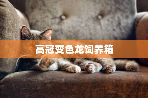 高冠變色龍飼養箱