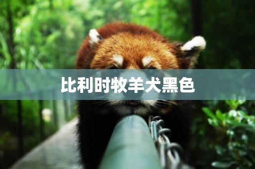 比利時牧羊犬黑色