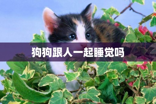 狗狗跟人一起睡覺嗎