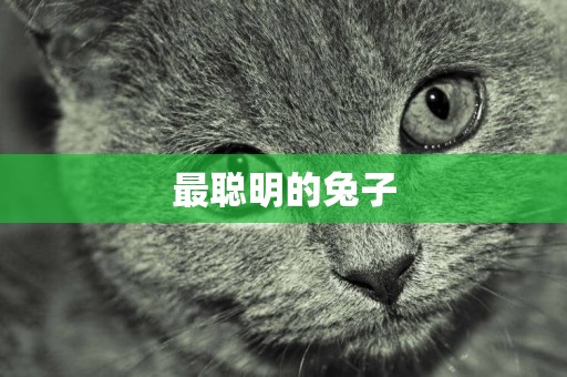 最聰明的兔子