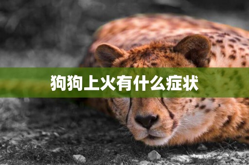 狗狗上火有什么癥狀