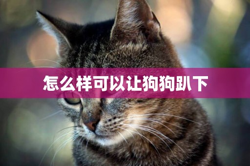 怎么樣可以讓狗狗趴下