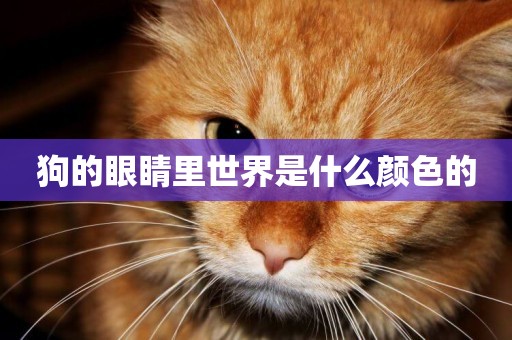 狗的眼睛里世界是什么顏色的
