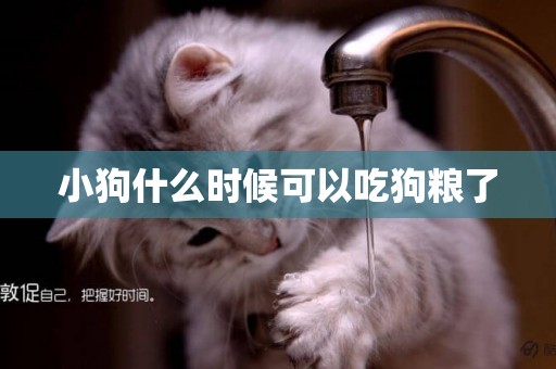 小狗什么時候可以吃狗糧了