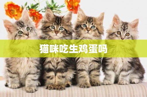 貓咪吃生雞蛋嗎
