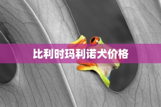 比利時瑪利諾犬價格