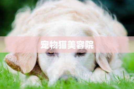 寵物貓美容院
