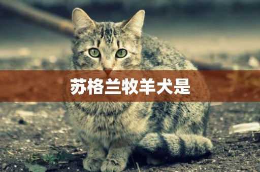 蘇格蘭牧羊犬是