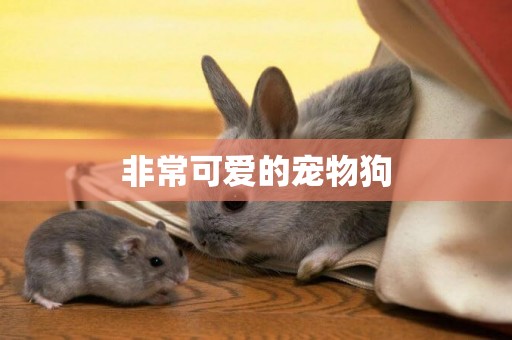 非常可愛的寵物狗