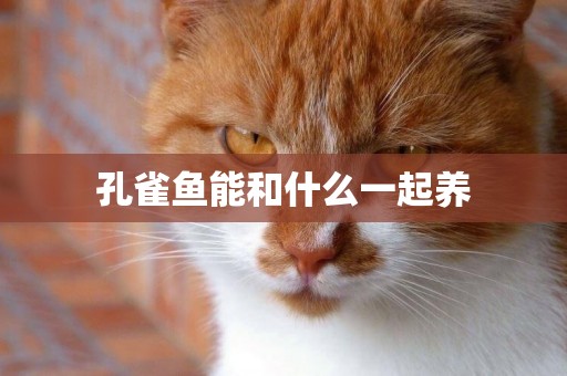 孔雀魚能和什么一起養