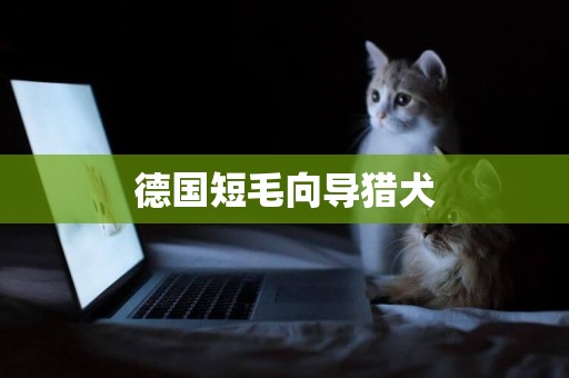 德國短毛向導獵犬
