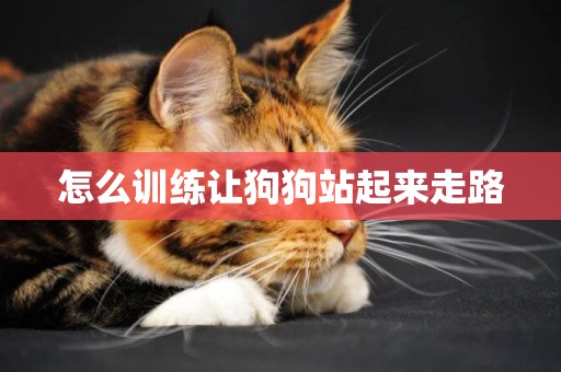 怎么訓練讓狗狗站起來走路