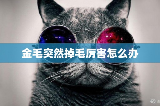 金毛突然掉毛厲害怎么辦