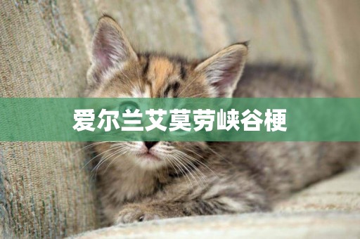 愛爾蘭艾莫勞峽谷梗