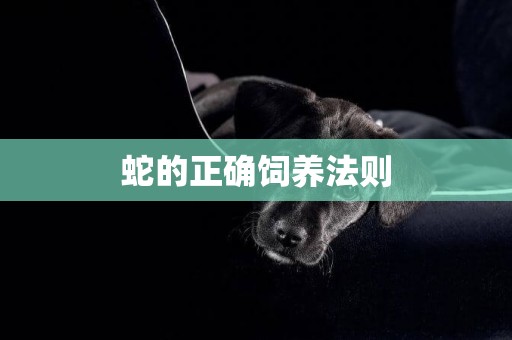蛇的正確飼養法則