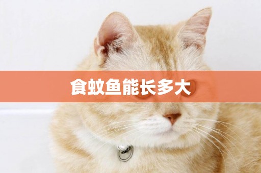 食蚊魚能長多大