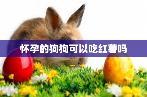 懷孕的狗狗可以吃紅薯嗎