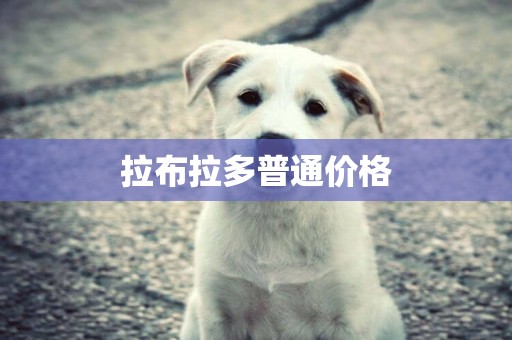 拉布拉多普通價格