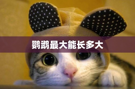 鸚鵡最大能長多大