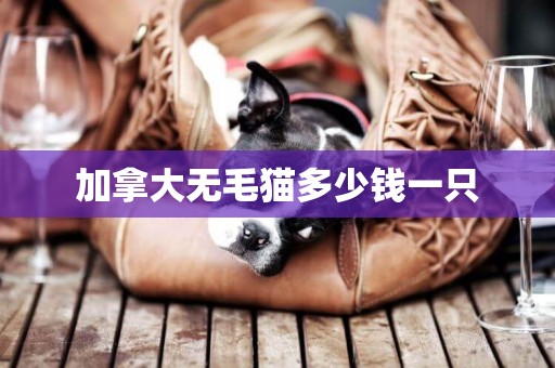 加拿大無毛貓多少錢一只