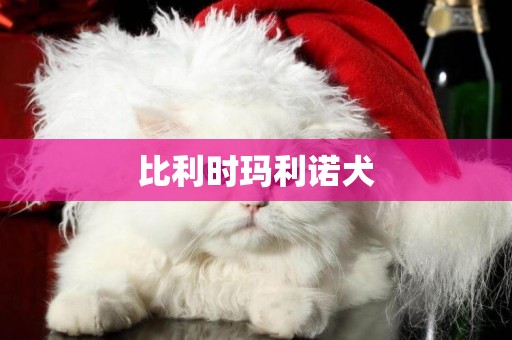 比利時瑪利諾犬